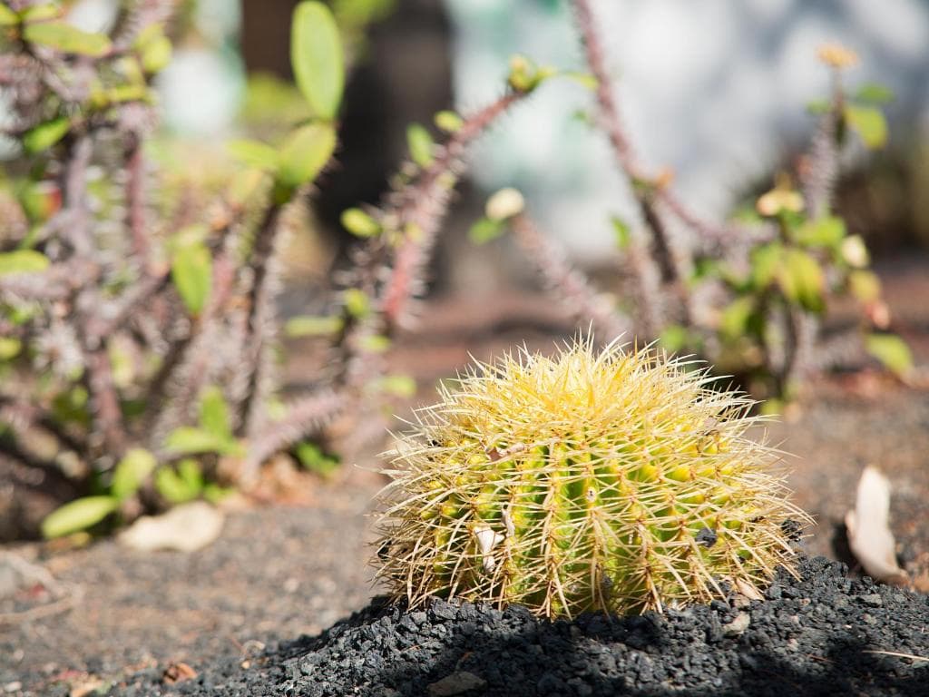 Vistaflor Bungalows - 37