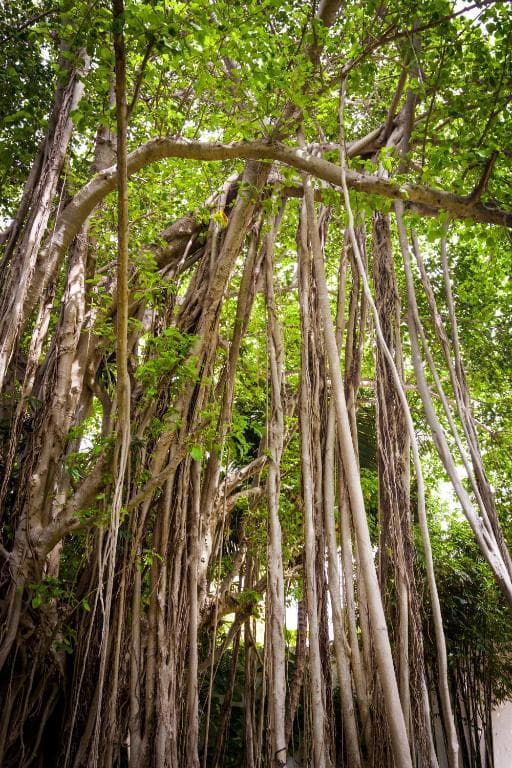 Nina Hotel Playa del Carmen - 6