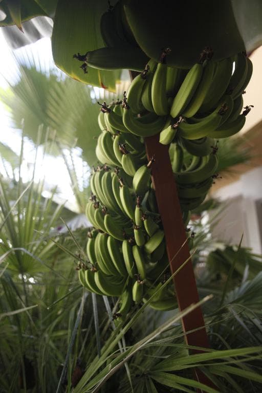 Faedra Beach Hotel - 41