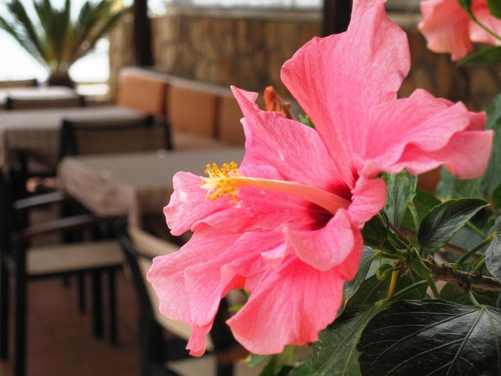 Faedra Beach Hotel - 40