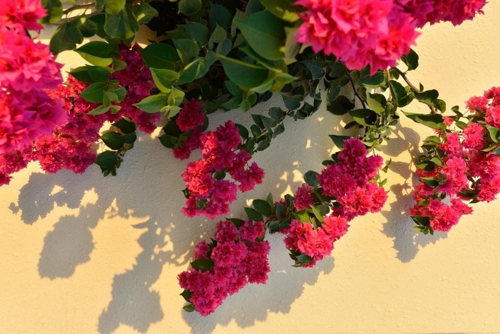 Makronisos Village - 8