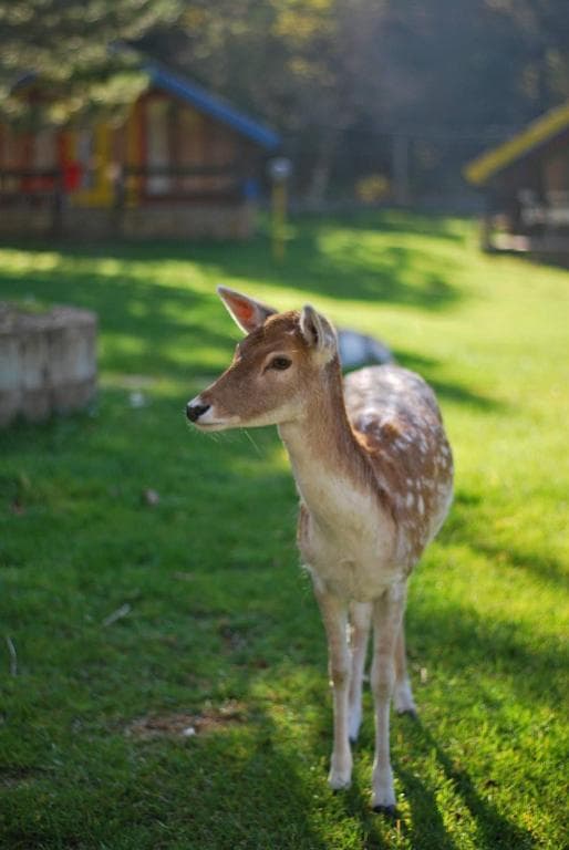 Hotel Llogora Tourist Village - 28