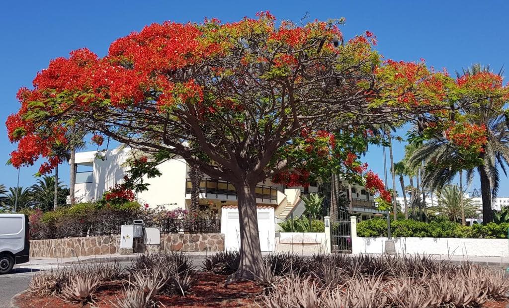 Alsol Nogal- Adults Only - 19