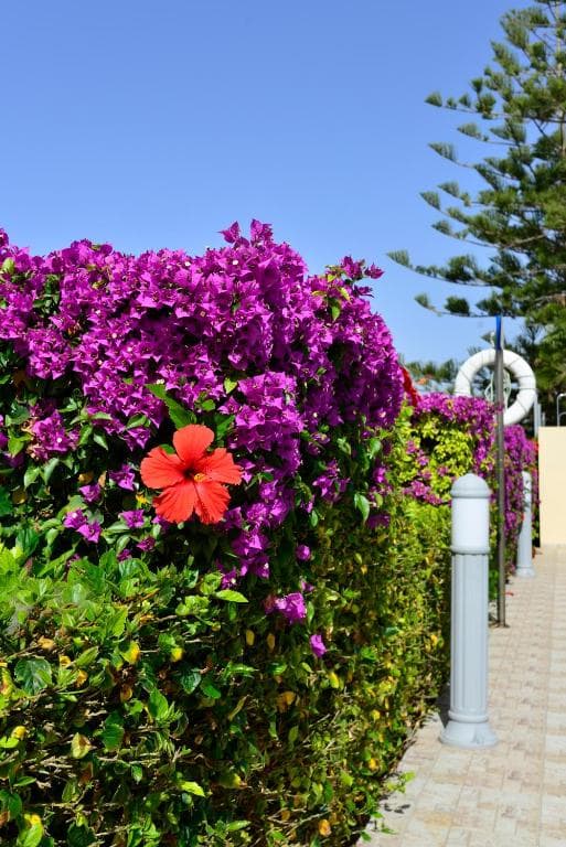 Napa Prince Hotel Apts - 63