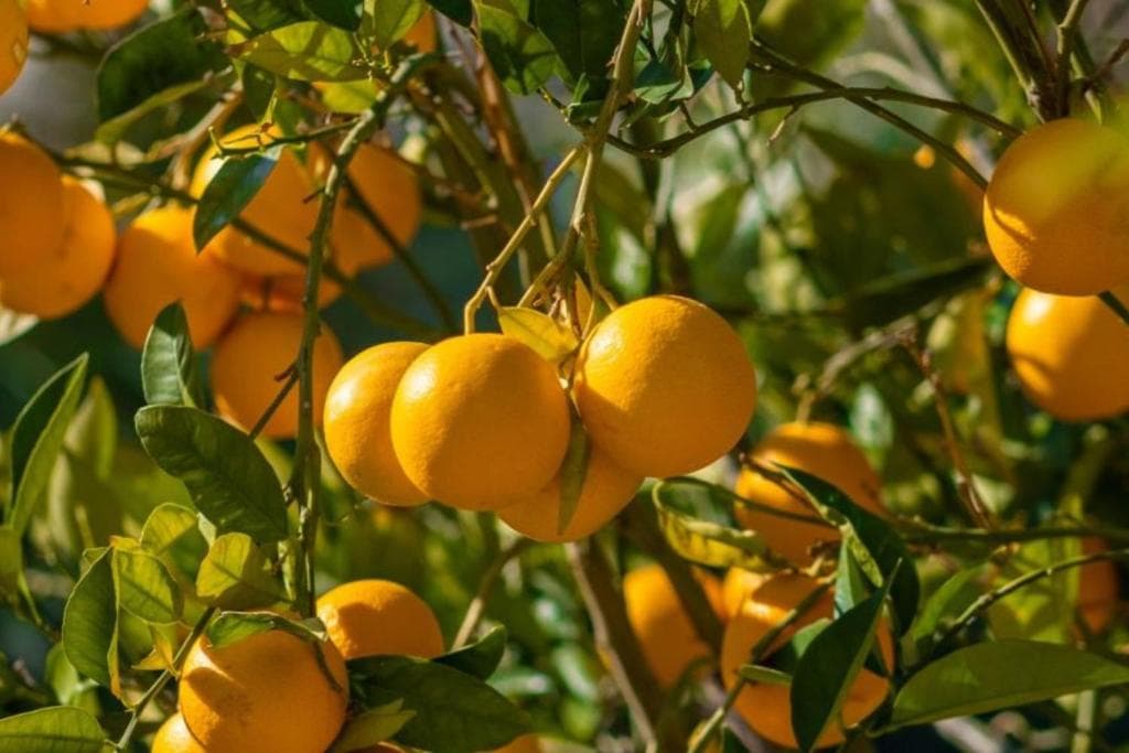 Hotel Batihan Vadi - 27